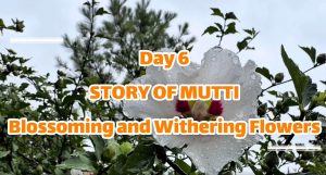 Blossoming and withering flowers