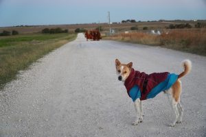 Walk for peace - Day 4