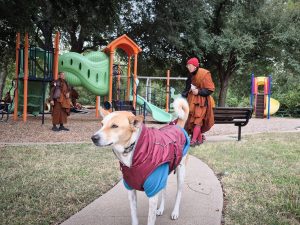 Walk for peace - day 7