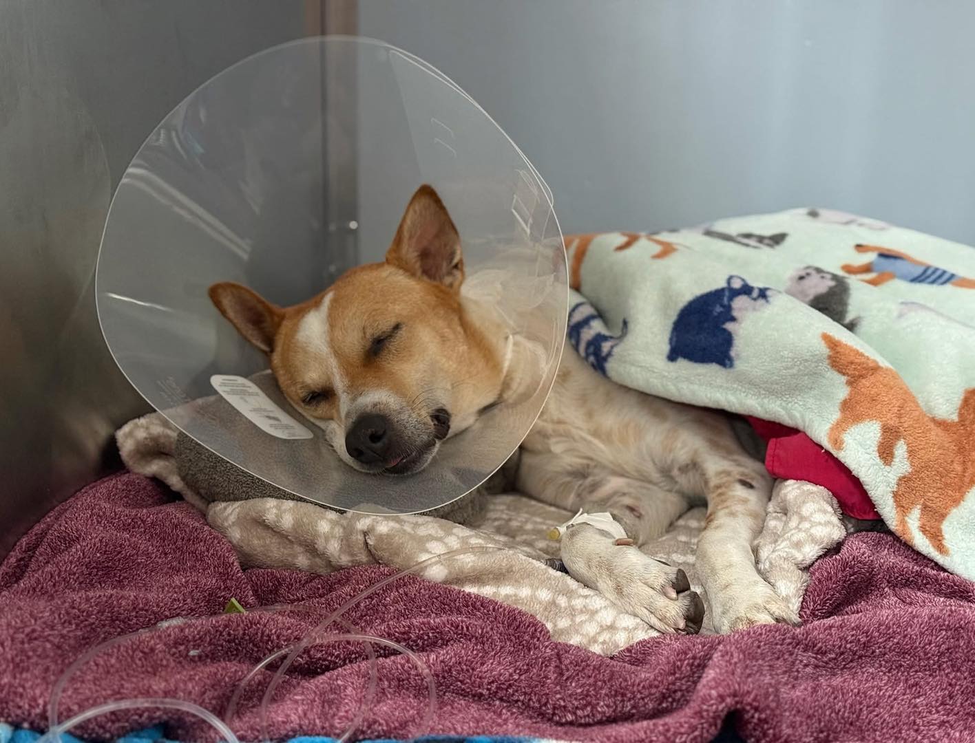 Walk for Peace - Day 79